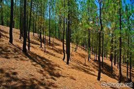 Ranikhet Tour Packages